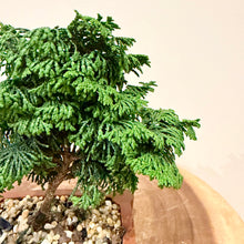 Load image into Gallery viewer, Hinoki Cypress