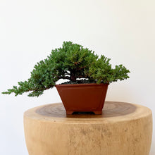 Load image into Gallery viewer, Cascading Juniper Squamata