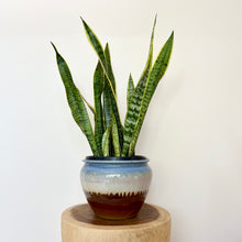 Load image into Gallery viewer, Sansevieria Trifasciata
