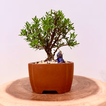 Load image into Gallery viewer, Buxus Harlandii