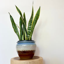 Load image into Gallery viewer, Sansevieria Trifasciata