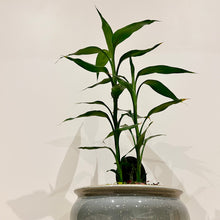 Load image into Gallery viewer, Lucky Bamboo Cluster Tips