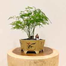 Load image into Gallery viewer, Asparagus Fern