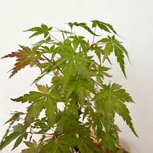 Load image into Gallery viewer, Japanese Maple