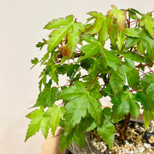 Load image into Gallery viewer, Japanese Maple
