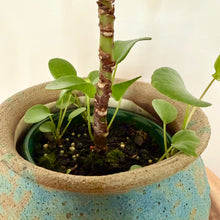 Load image into Gallery viewer, Chinese Money Plant