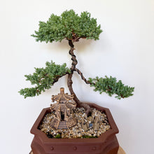 Load image into Gallery viewer, Large Juniper Squamata