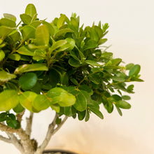Load image into Gallery viewer, Japanese Buxus