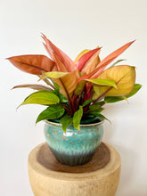 Load image into Gallery viewer, Philodendron Orange Prince