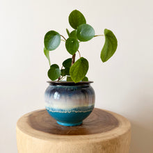 Load image into Gallery viewer, Chinese Money Plant