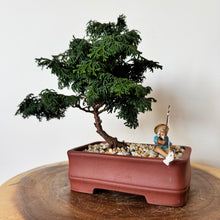 Load image into Gallery viewer, Dwarf Hinoki Cypress