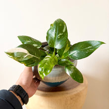 Load image into Gallery viewer, Philodendron White Wizard