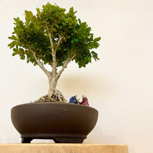 Load image into Gallery viewer, Japanese Buxus