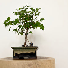 Load image into Gallery viewer, Trident Maple