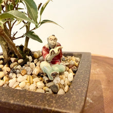 Load image into Gallery viewer, Variegated Ficus Benjamin’s