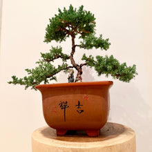 Load image into Gallery viewer, Large Juniper Squamata