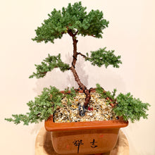 Load image into Gallery viewer, Large Juniper Squamata