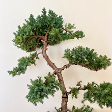 Load image into Gallery viewer, Juniper Squamata (Large)