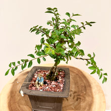 Load image into Gallery viewer, Chinese Elm