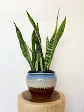 Load image into Gallery viewer, Sansevieria Trifasciata