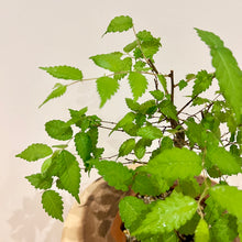 Load image into Gallery viewer, Japanese Elm