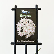 Load image into Gallery viewer, Hoya Serpens
