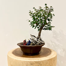 Load image into Gallery viewer, Chinese Elm