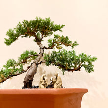 Load image into Gallery viewer, Juniper Squamata