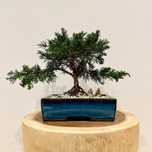 Load image into Gallery viewer, Shimpaku Juniper