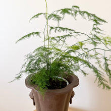 Load image into Gallery viewer, Asparagus Fern