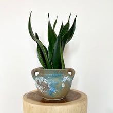 Load image into Gallery viewer, Sansevieria Whitney
