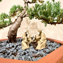 Load image into Gallery viewer, Juniper Squamata