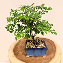 Load image into Gallery viewer, Chinese Elm