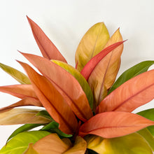 Load image into Gallery viewer, Philodendron Orange Prince