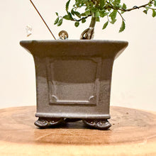 Load image into Gallery viewer, Chinese Elm