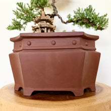 Load image into Gallery viewer, Large Juniper Squamata