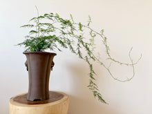 Load image into Gallery viewer, Asparagus Fern
