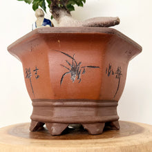 Load image into Gallery viewer, Large Grafted Buddha Belly