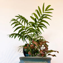 Load image into Gallery viewer, Parlour Palm Garden Mix