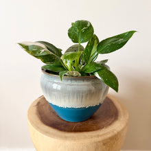 Load image into Gallery viewer, Philodendron White Wizard