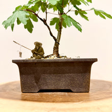 Load image into Gallery viewer, Field Maple