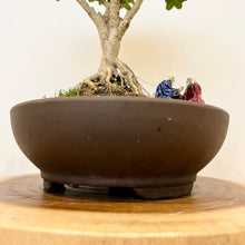 Load image into Gallery viewer, Japanese Buxus