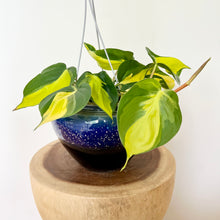Load image into Gallery viewer, Philodendron Brasil