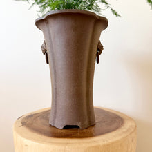 Load image into Gallery viewer, Asparagus Fern
