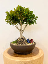 Load image into Gallery viewer, Japanese Buxus