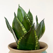 Load image into Gallery viewer, Sansevieria Whitney Hahnii
