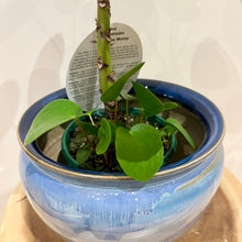 Load image into Gallery viewer, Chinese Money Plant