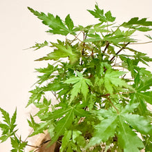 Load image into Gallery viewer, Japanese Maple