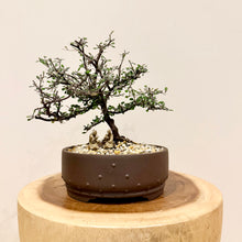 Load image into Gallery viewer, Corokia Cotoneaster