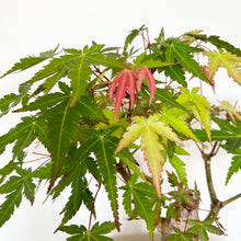 Load image into Gallery viewer, Japanese Maple
